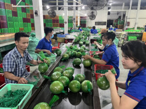 Khởi nghiệp với sản phẩm bưởi da xanh tại Bến Tre