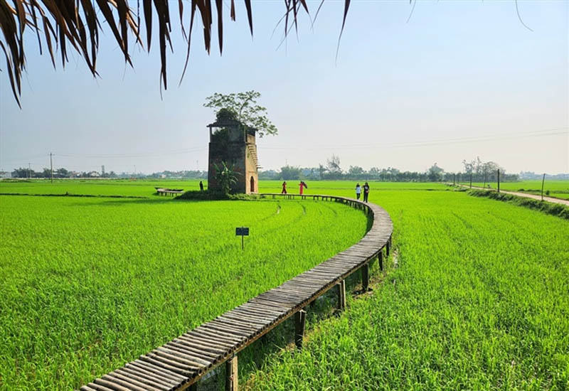 Lò Gạch Cũ- điểm đến du lịch nông nghiệp với cánh đồng gạo tím than ở Duy Vinh, Duy Xuyên