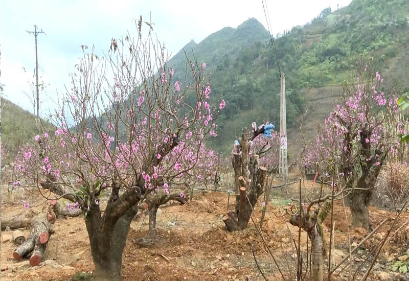 Một số cây được vận chuyển ra trang trí cho Lễ hội Gầu Tào của huyện để người dân, du khách được cùng chiêm ngưỡng.