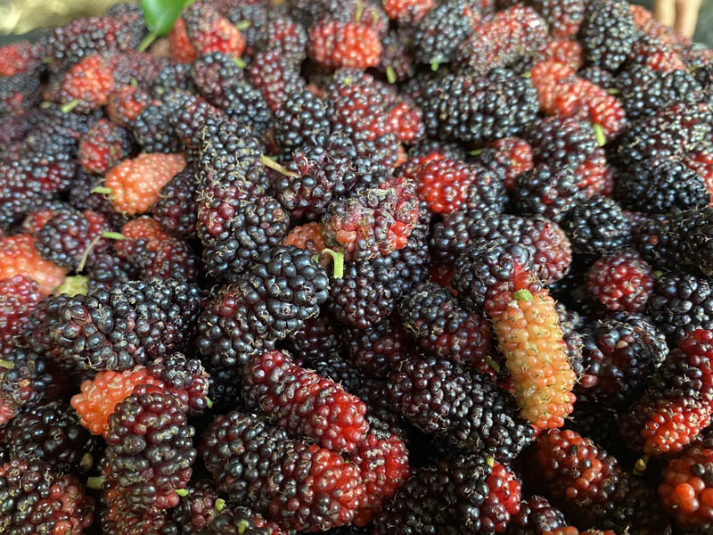 Trái dâu tằm có giá 40.000 - 50.000 đồng/kg