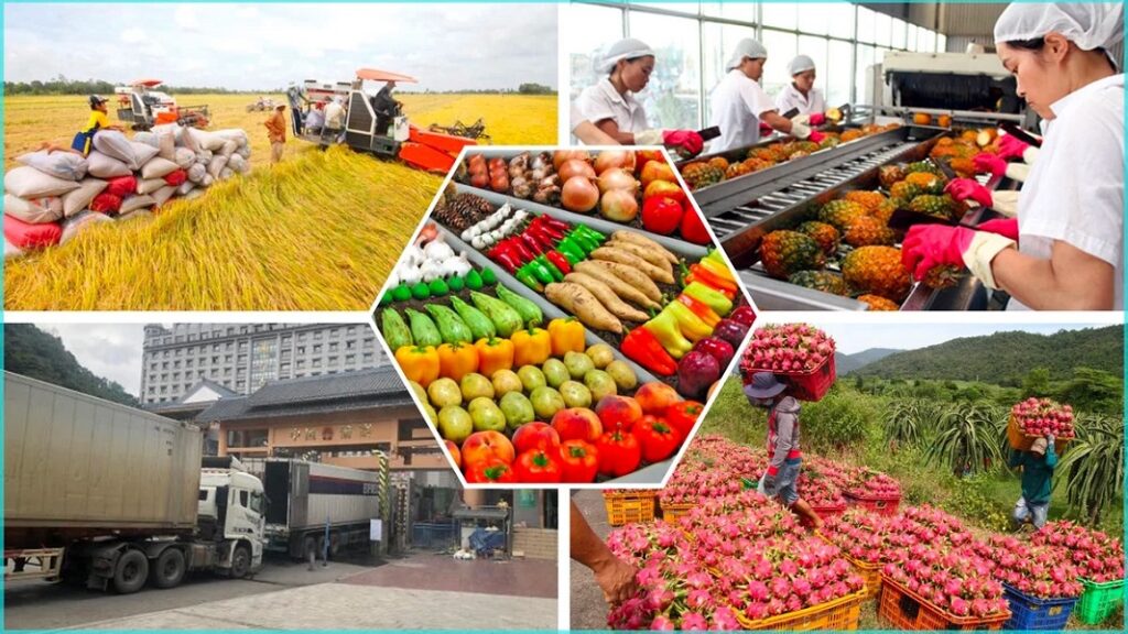 Nông sản Việt nguồn sản xuất phát triển tiềm năng 