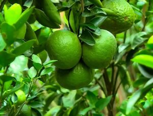 Chú ý đến đặc điểm sinh trưởng của cây để chăm sóc đúng cách