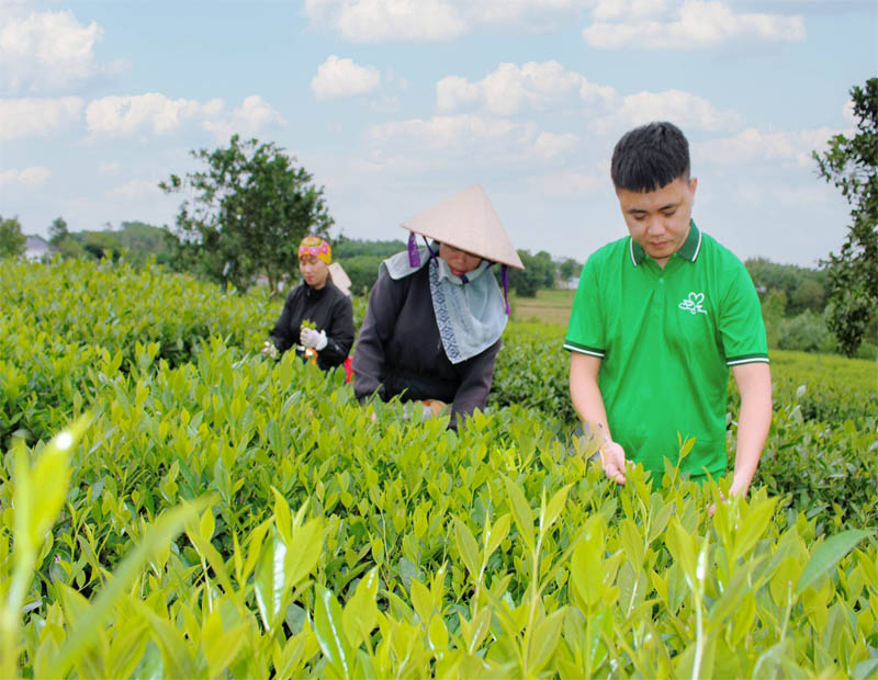 Hiện, vùng nguyên liệu chè của HTX được mở rộng lên 30 ha