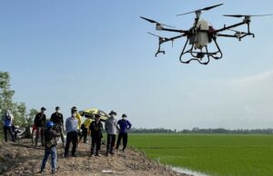 Máy bay không người lái phun thuốc trên cánh đồng huyện Tam Nông, tỉnh Đồng Tháp