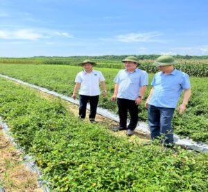 Ông Hồ Phi Triều - Phó GĐ Sở Nông nghiệp và PTNT thăm vườn cây Dược liệu của Công ty CPDL Pù Mát