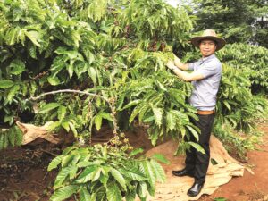 Anh Vương thường xuyên đi thăm rẫy cà phê của mình