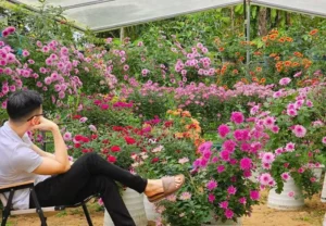 Từ vài chậu hoa cúc mua về trồng cho vui, anh Nam quyết định khởi nghiệp với loại cây này