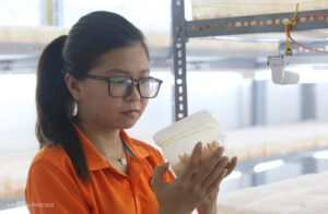 Chị Võ Thu Thủy đang kiểm tra những hộp trồng nấm đông trùng hạ thảo