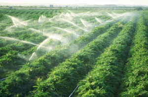 Kinh nghiệm kinh doanh hệ thống tưới tiêu tự động