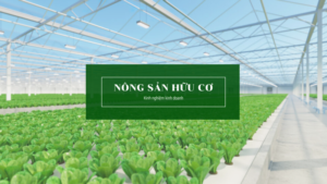 Kinh nghiệm kinh doanh nông sản sạch giúp đem lại lợi nhuận cao