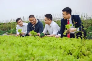 Cán bộ Sở Khoa học và Công nghệ Hưng Yên tham quan mô hình rau hữu cơ của anh Cường