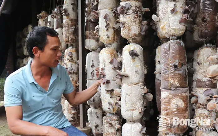 Anh Đinh Văn Hoàn (ngụ xã Bảo Quang, thành phố Long Khánh) chăm sóc trại nấm mèo của gia đình