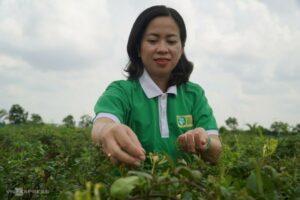 Minh Tú tại vườn dược liệu ở xã Kiến An, huyện Chợ Mới, tỉnh An Giang