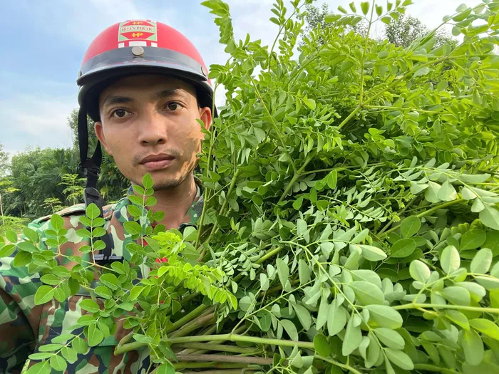 Anh Phương thu hoạch chùm ngây để bán tươi
