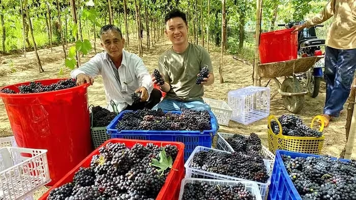 Anh Lê Trung Thu, ở phường Mỹ Bình, thành phố Phan Rang-Tháp Chàm liên kết với nông dân trồng giống nho Shiaraz tạo nguồn nguyên liệu sản xuất rượu vang nho