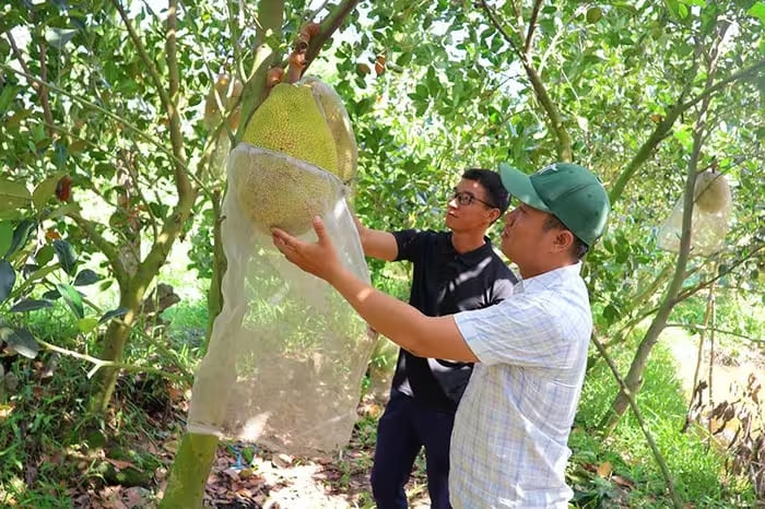 Anh Trần Hồ Quyết Tiến (bìa phải) và anh Nguyễn Phương Nam “rủ nhau” về quê lập nghiệp với mô hình trồng mít theo tiêu chuẩn VietGAP