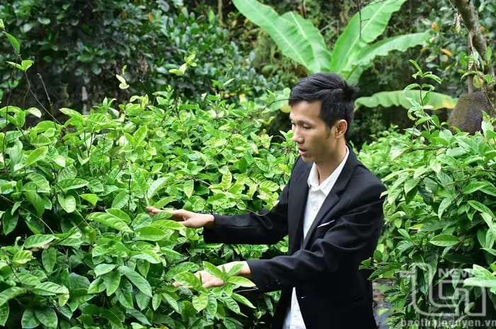 Vùng nguyên liệu ba kích được anh Nguyễn Quốc Hoàng trồng tại xã Yên Trạch gắn với chế biến sâu