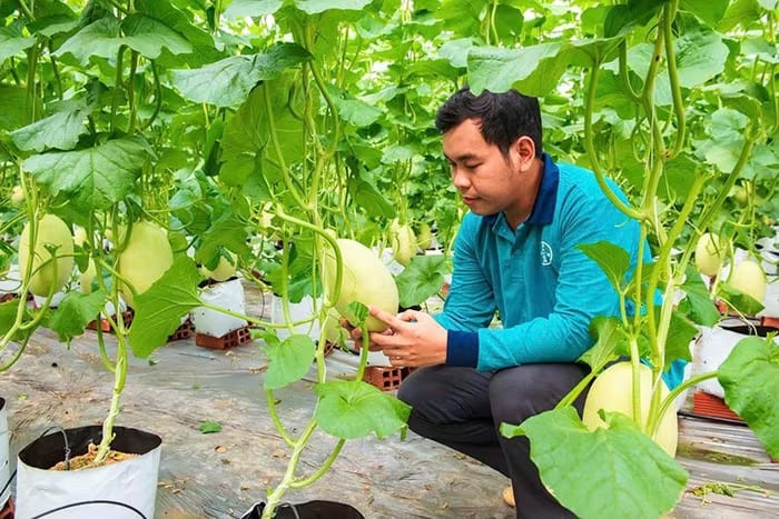Anh Nguyễn Thế Ngoan Vinh trồng dưa lưới trong nhà màng, ứng dụng công nghệ cao