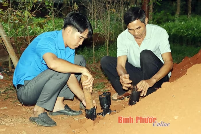 Anh Đào Duy Ninh (bìa trái) khởi nghiệp từ sản xuất giống cây dó bầu, hằng năm xuất bán ra thị trường hàng trăm ngàn cây giống
