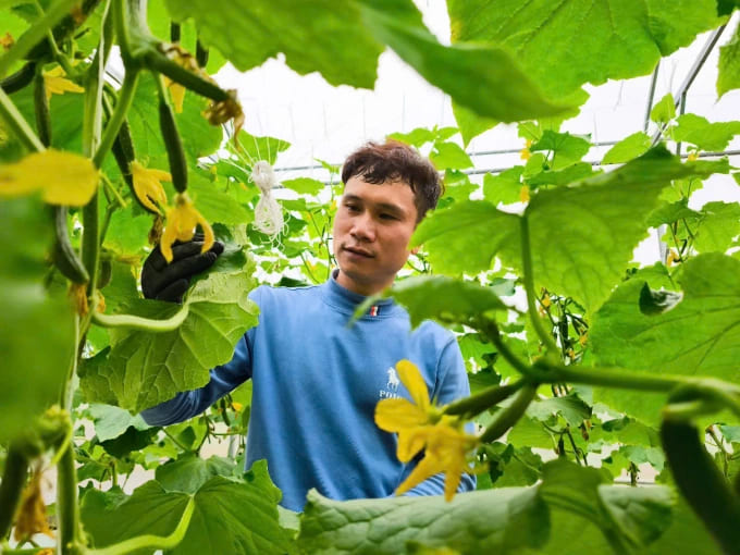 Anh Thành kiểm tra vườn dưa chuột sắp đến kỳ thu hoạch tại nhà màng công nghệ cao của mình