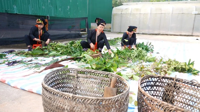 Bà con người Dao ở Đại Sơn, Văn Yên (Yên Bái) sơ chế dược liệu