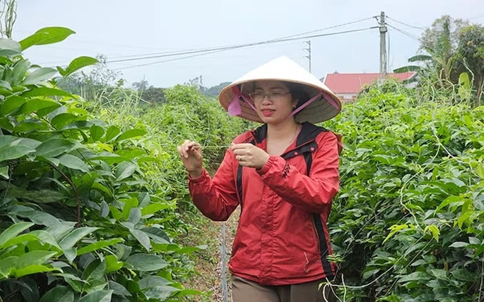 Chị Dung đang chăm cây sâm tại vườn