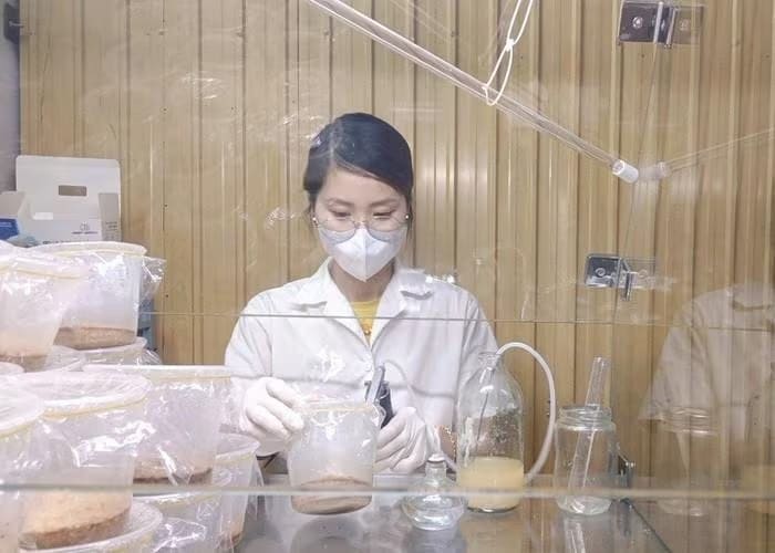 Chị Nguyễn Thị Xuyến không ngừng tìm tòi, nghiên cứu nhằm đa dạng hóa các sản phẩm nấm đông trùng hạ thảo