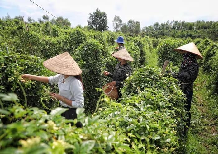 Chị em hội viên thu hái hoa sâm