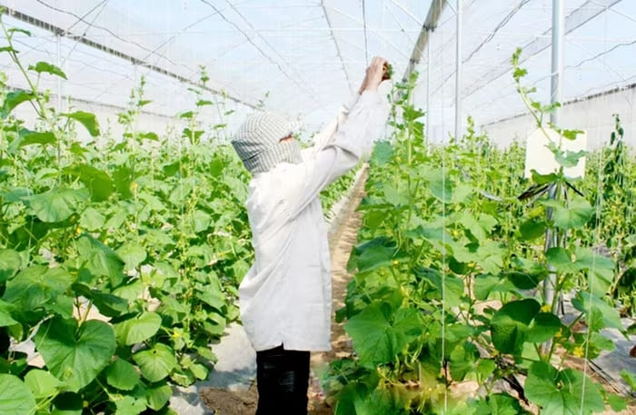 Chuyển đổi sản xuất theo hướng hàng hóa là chìa khóa giúp người dân Yên Mô thoát nghèo, làm giàu