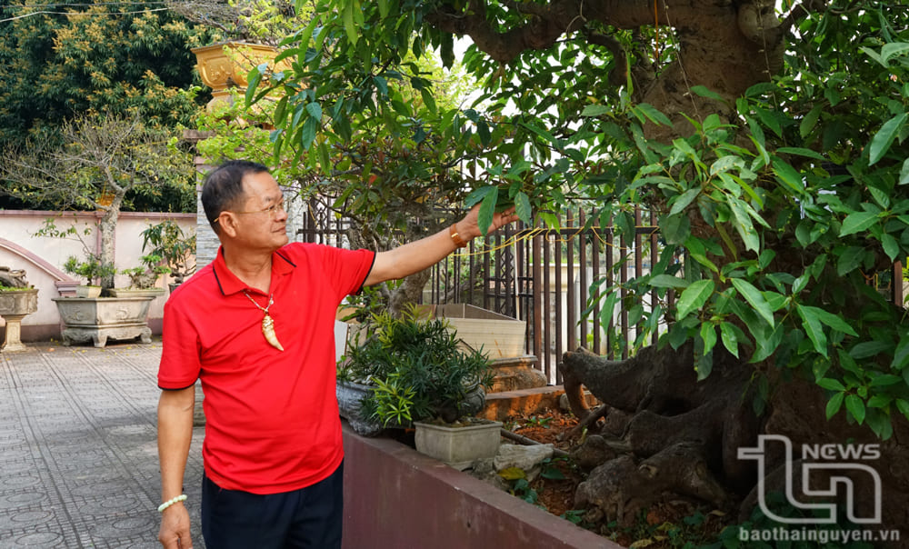 Nhờ có niềm đam mê, ông Nguyễn Văn Học đã gặt hái nhiều thành công trong nghề trồng cây cảnh