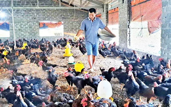 Yên Mô chủ trương thúc đẩy đa dạng cây trồng, vật nuôi, mở rộng sinh kế cho người dân