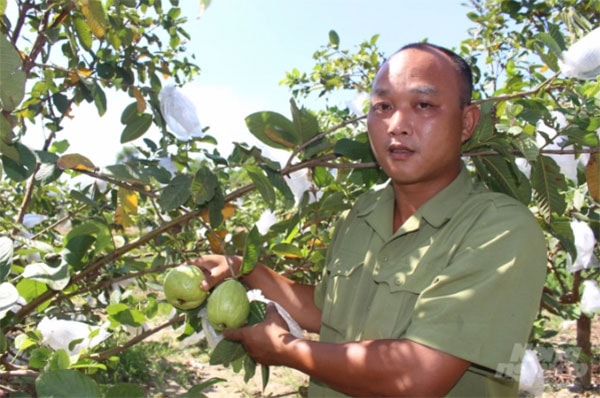 Anh Tài đã biến mảnh đắt cằn thành vườn quả ngọt