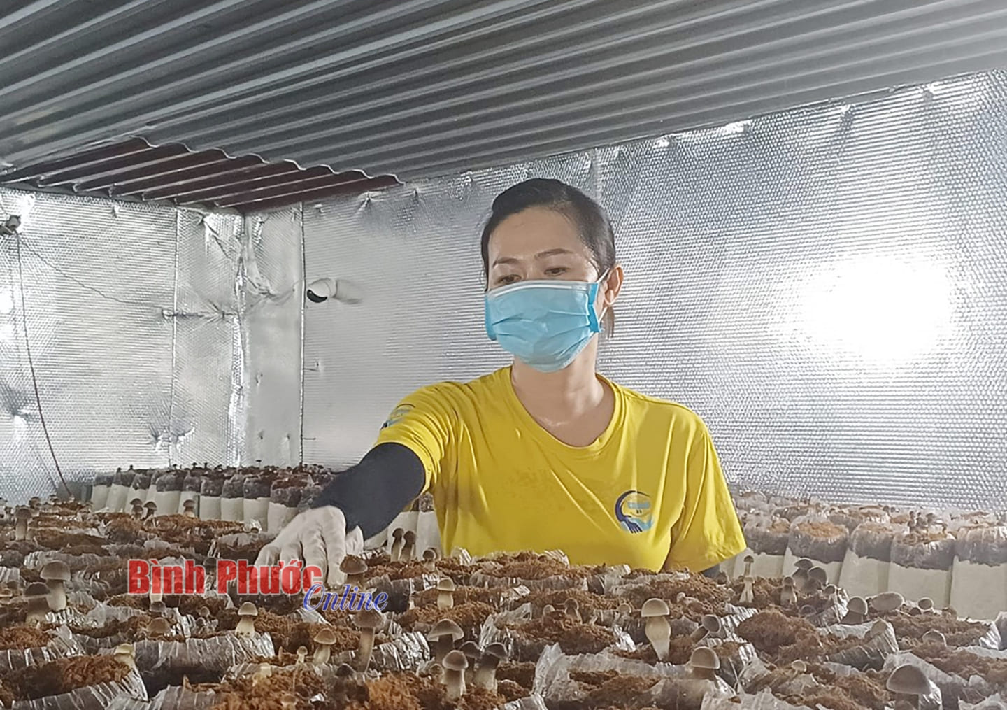Để thu hoạch đúng thời điểm, đảm bảo đạt chuẩn chất lượng người trồng nấm phải thường xuyên kiểm tra, theo dõi sự phát triển của nấm
