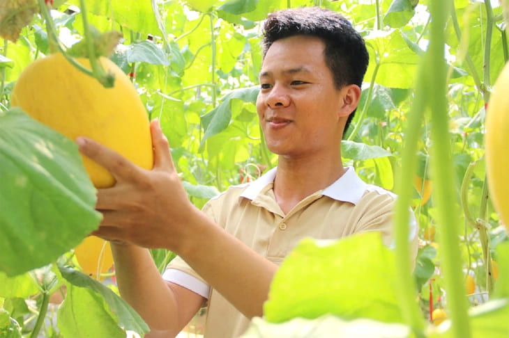 Minh Kiệt nâng niu từng quả dưa lưới hoàng kim vàng óng trong khu vườn làm nông nghiệp xanh của mình