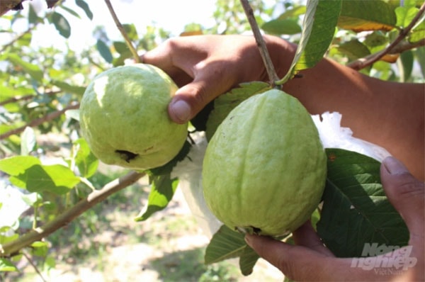 Quả ổi đẹp mã, chất lượng thơm ngon