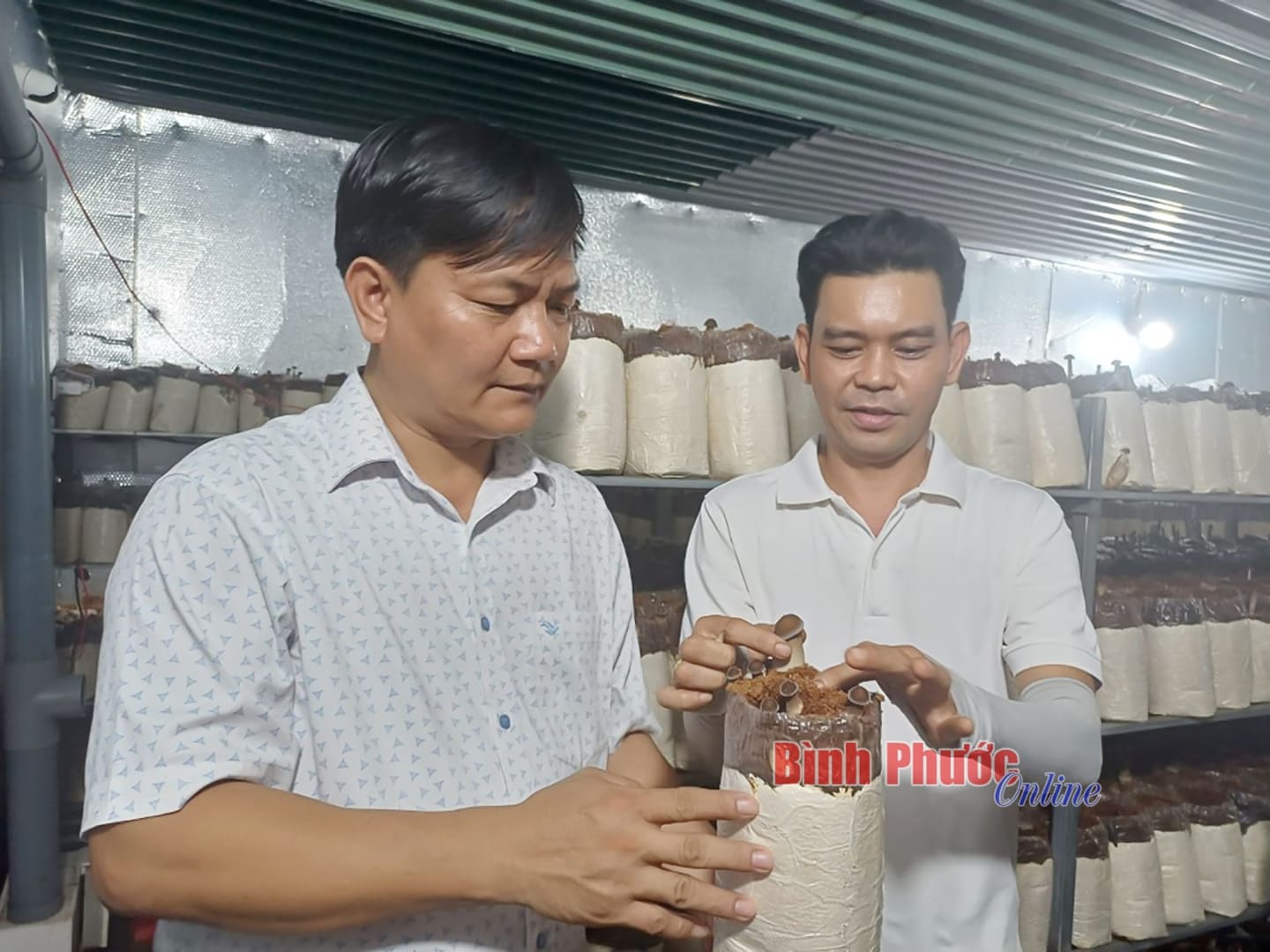 Sau nhiều năm làm thuê ở khắp nơi, đầu năm 2025, anh Huỳnh Tấn Việt (bìa phải) trở về quê khởi nghiệp thành công với mô hình trồng nấm mối đen trong phòng lạnh