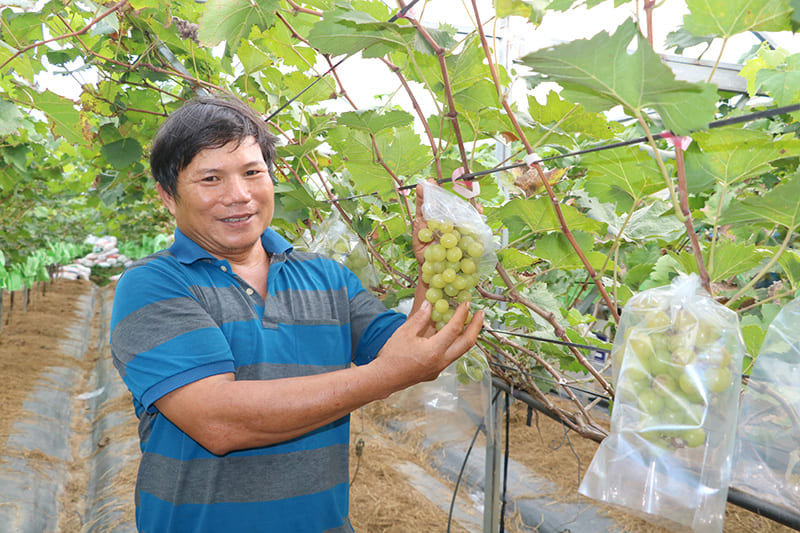 Anh Nguyễn Trọng Nam chăm sóc nho sữa Hàn Quốc