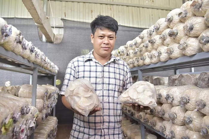 Anh Phạm Xuân Toán bên trại nấm bào ngư xám của mình