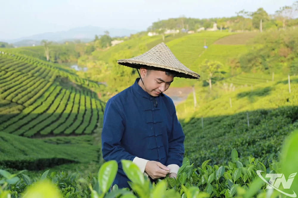 Chàng kỹ sư mỏ địa chất Nguyễn Hồng Kiên đam mê sản xuất chè sạch