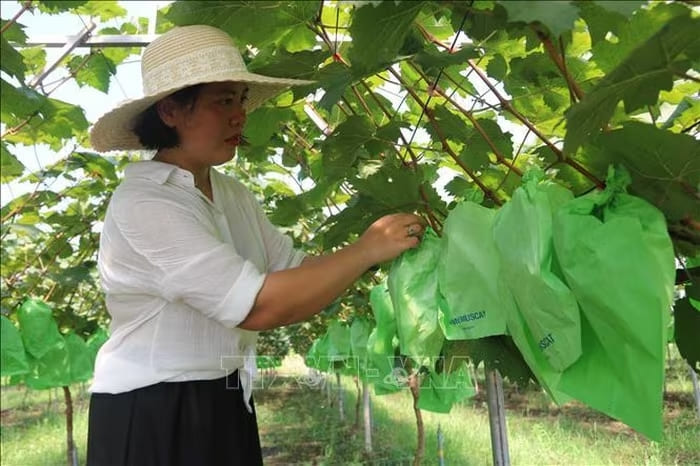 Chị Phạm Thị Hương kiểm tra vườn nho sữa Hàn Quốc trước khi thu hoạch