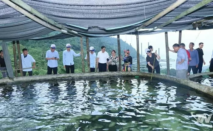 Du khách tham quan mô hình nuôi cá tầm, cá hồi của anh Đặng Hành Dũng