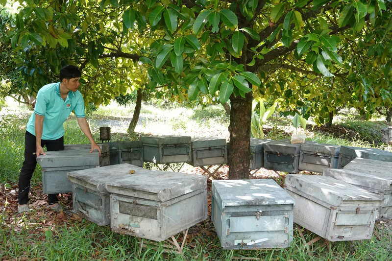 Những thùng ong mật được anh Trọng đặt dưới gốc cây ăn trái trong vườn