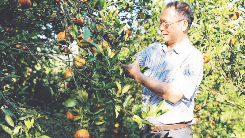 Ông Nguyễn Quang Đông kiểm tra chất lượng trái cam