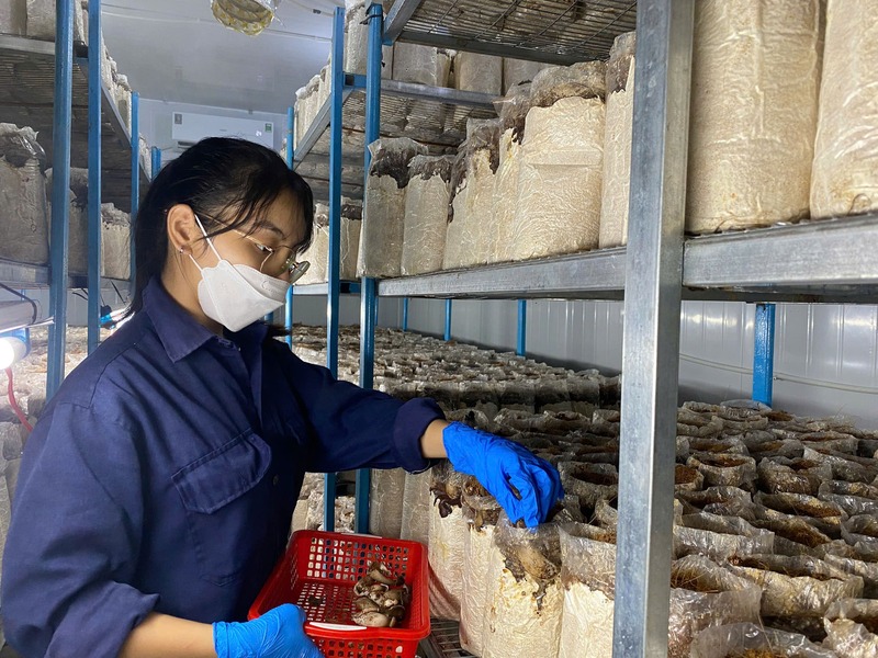 Thảo Như đang thu hoạch nấm