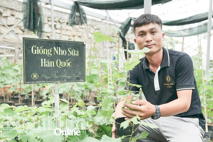 Tống Minh Hoàng bên những cây nho giống chất lượng, sẵn sàng chuyển giao cho các đối tác trên toàn quốc