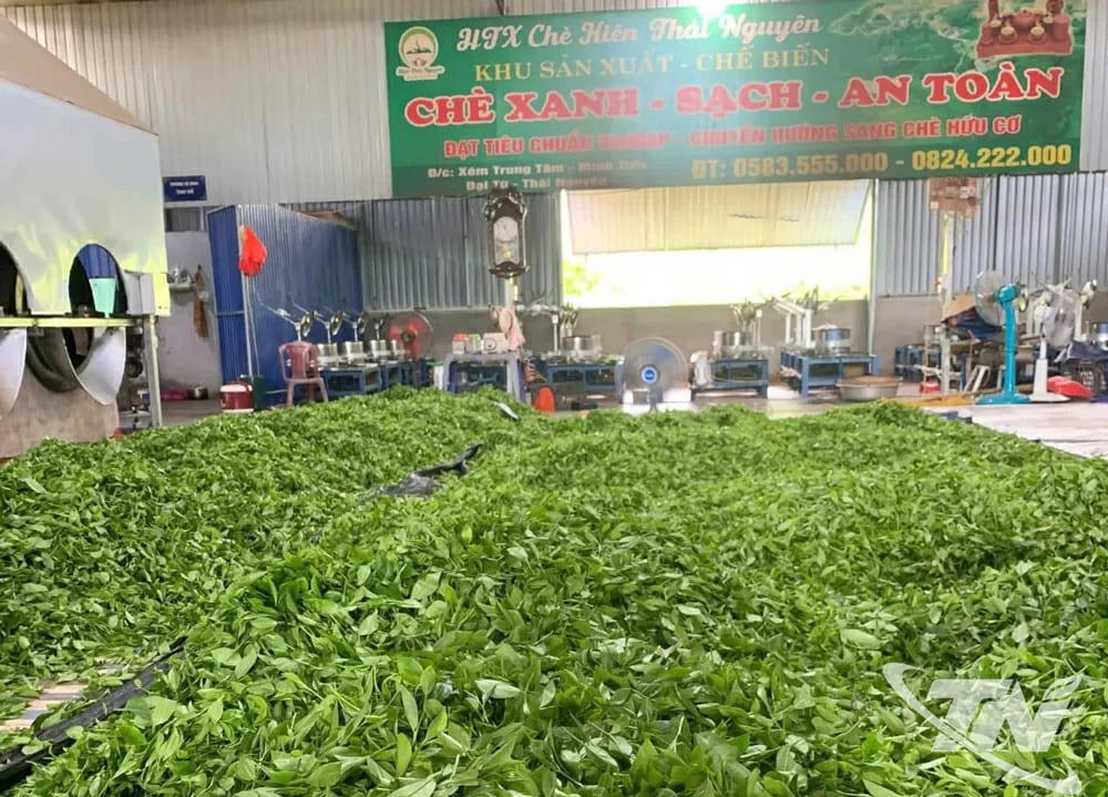 Với khu nhà xưởng rộng rãi, HTX Trà Kiên Thái Nguyên chế biến chè bằng các công nghệ hiện đại