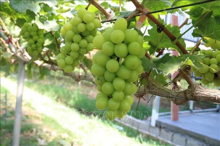 Với quy trình sản xuất sạch, công nghệ cao, vụ nho sữa Hàn Quốc đầu tiên của Hợp tác xã nông trại hữu cơ Thái Bình cho chất lượng tốt