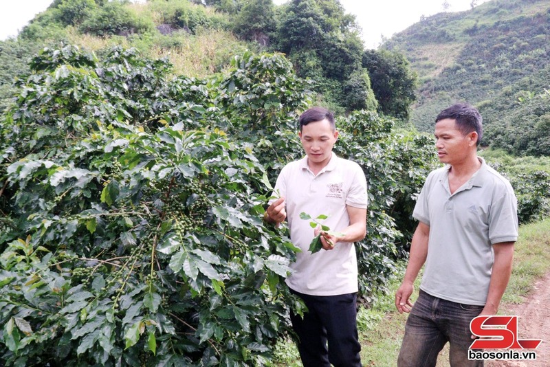 Anh Cầm Văn Hoàng chia sẻ kinh nghiệm chăm sóc cây cà phê với thành viên Hợp tác xã