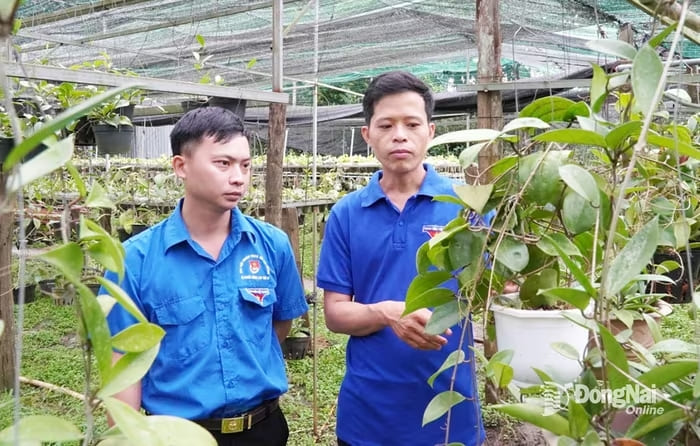Anh Đỗ Văn Phúc (bên phải) chia sẻ kinh nghiệm trồng, chăm sóc hoa cẩm cù