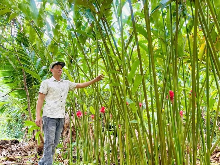 Anh Võ Minh Sang là người tiên phong đưa giống hoa sen Đa Lộc về trồng tại thôn Tân Thuận (xã Tuy Phước, tỉnh Gia Lai)